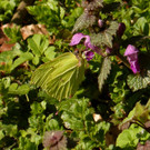 Zitronenfalter im Winkla.jpg