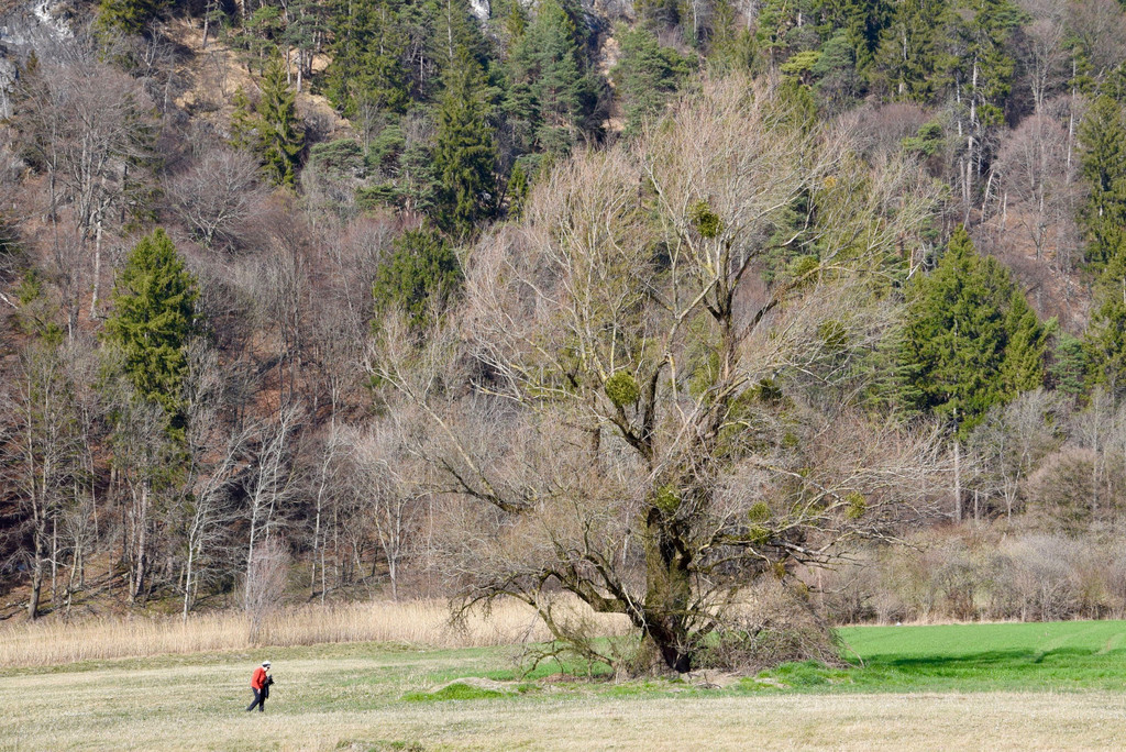 DSC_0337.jpg