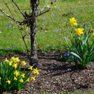 Frühling in Muntlix