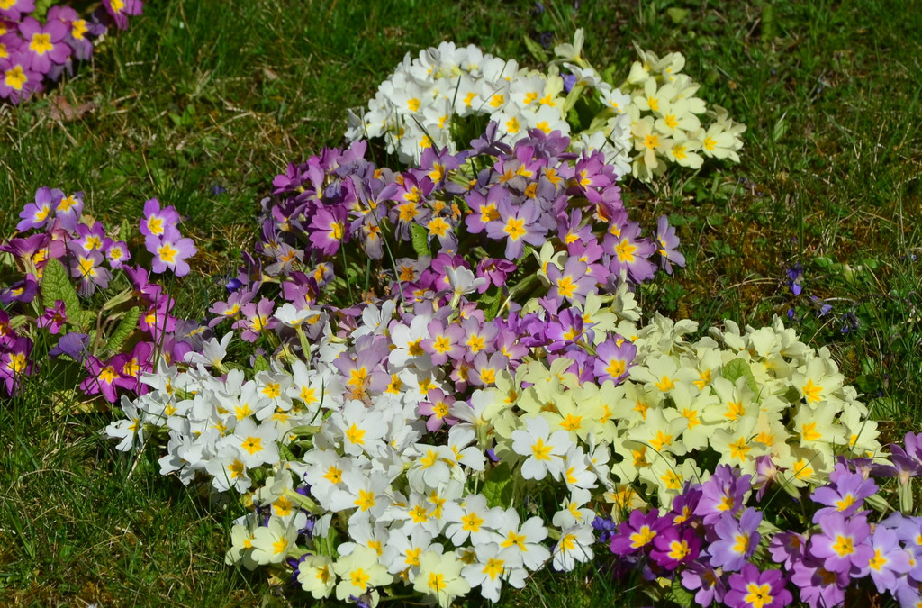 Natur 230320_3.JPG