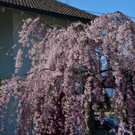 Natur 230320_7.JPG