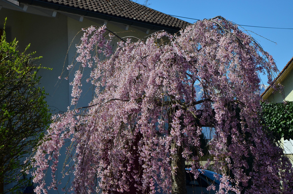 Natur 230320_7.JPG