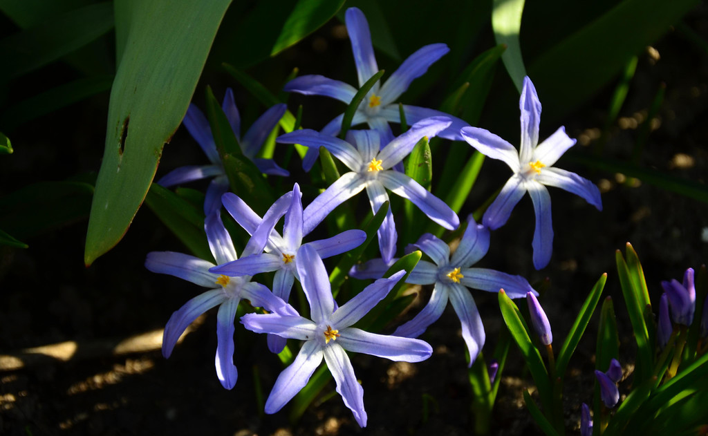 Natur 230320_8.JPG