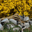 Natur 230320_12.JPG