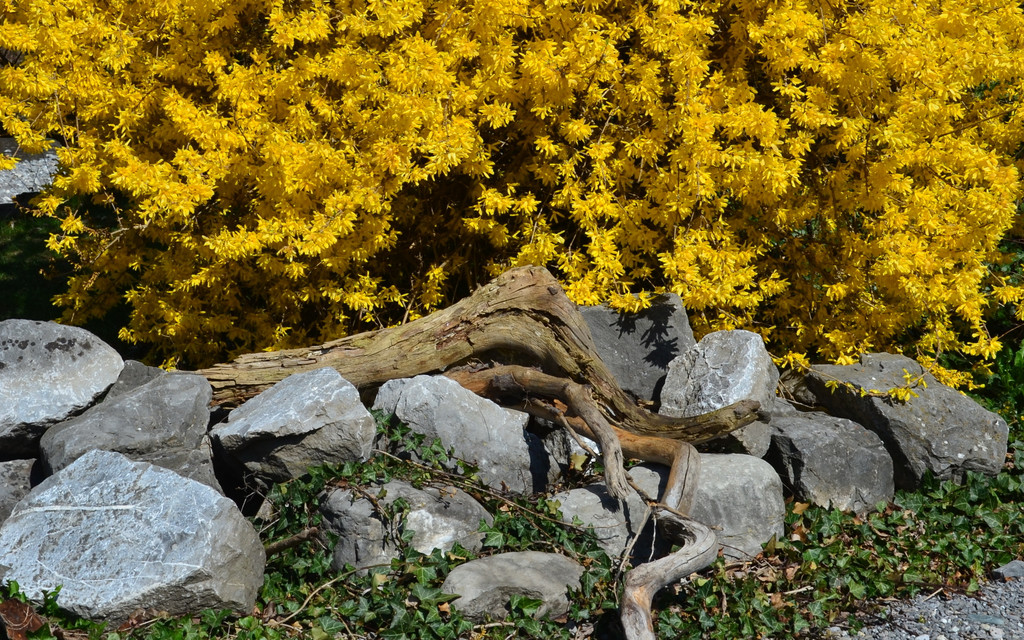 Natur 230320_12.JPG