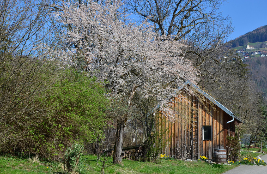 Natur 230320_14.JPG