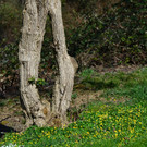 Natur 230320_17.JPG
