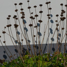 Natur 230320_18.JPG