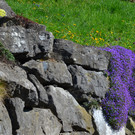 Natur 230320_23.JPG