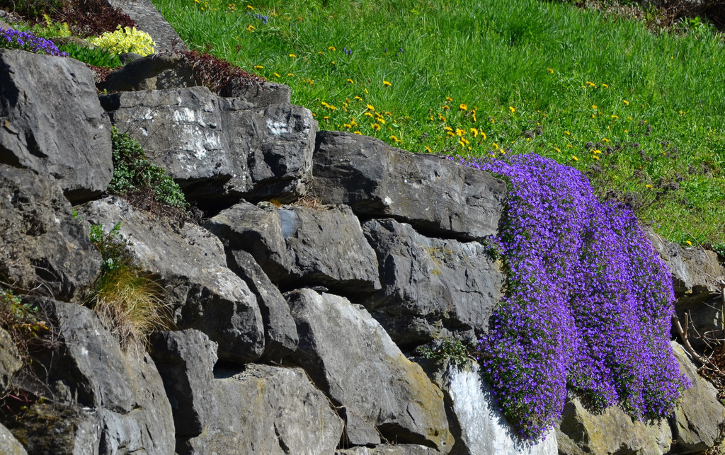 Natur 230320_23.JPG