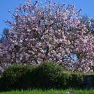 Natur 230320_24.JPG