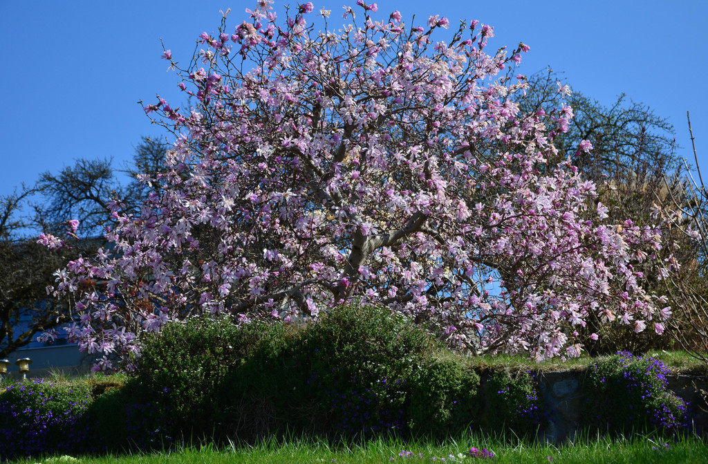 Natur 230320_24.JPG