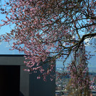 Natur 230320_29.JPG