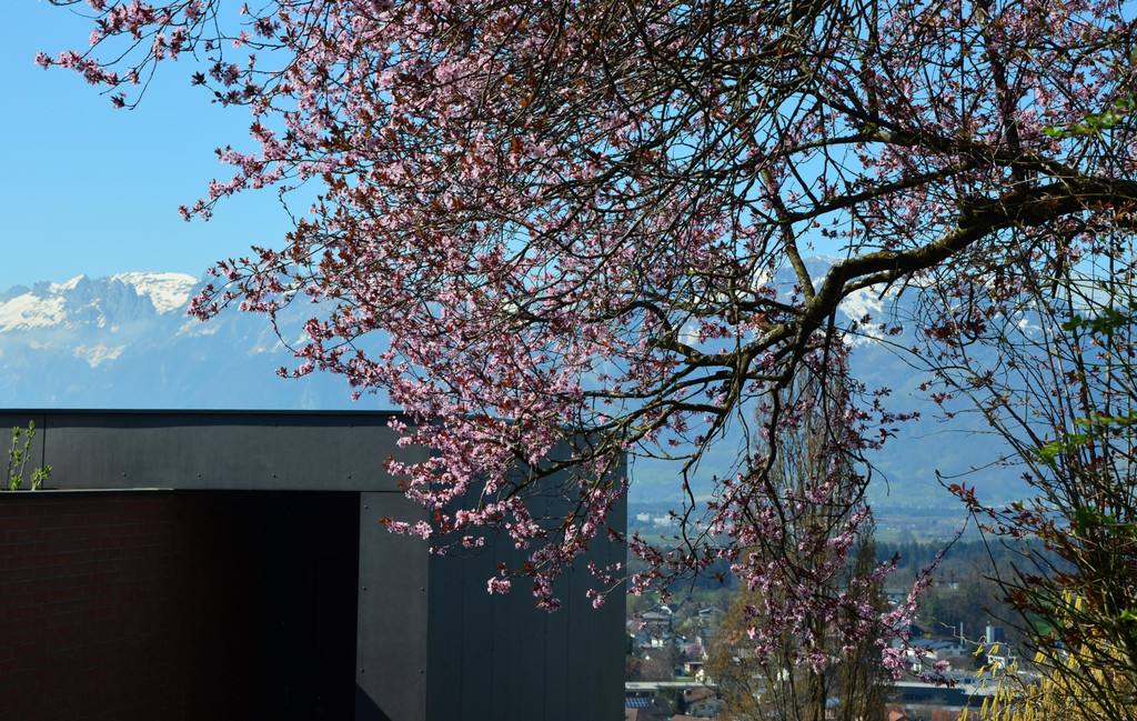 Natur 230320_29.JPG