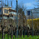 Natur 230320_30.JPG