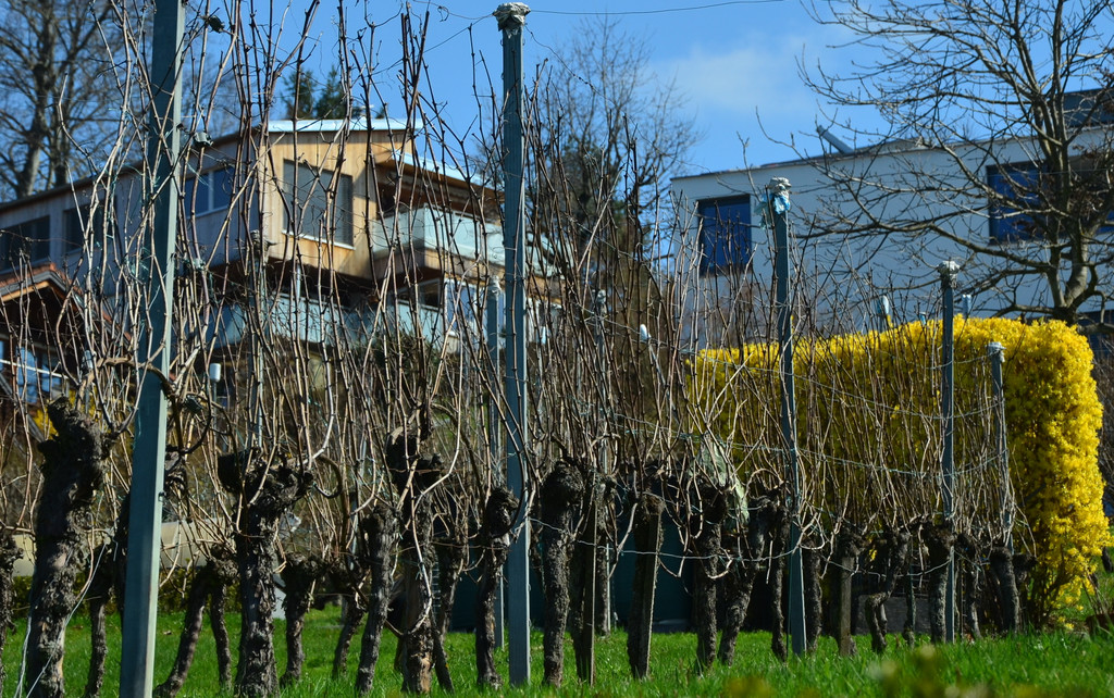Natur 230320_30.JPG