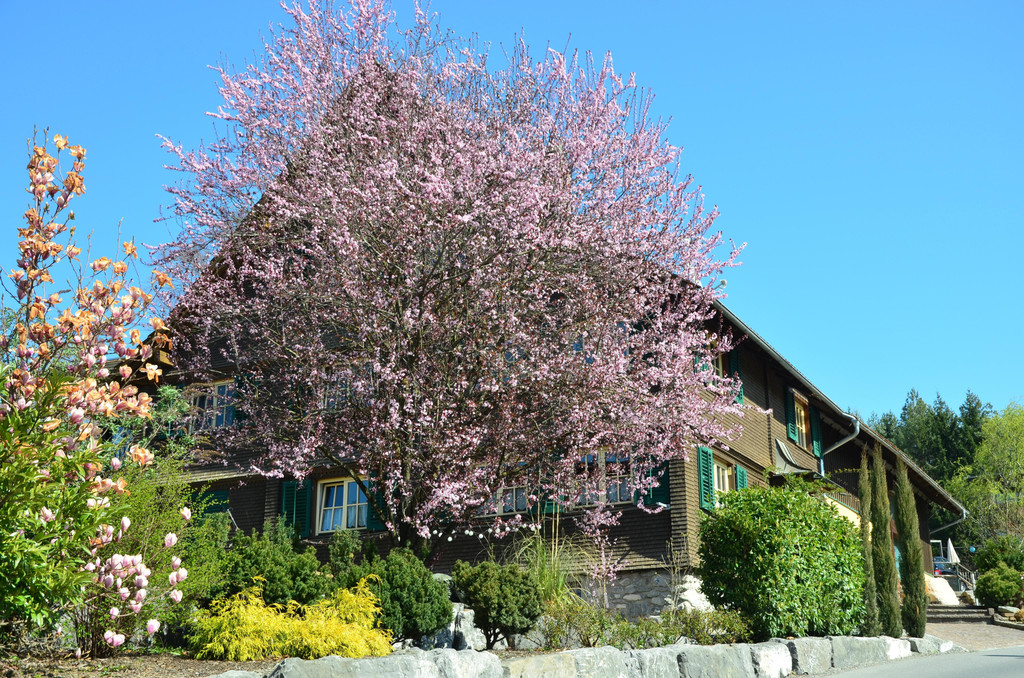 Natur 230320_32.JPG