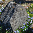 Natur 230320_35.JPG