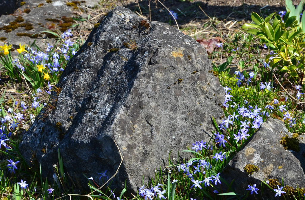 Natur 230320_35.JPG