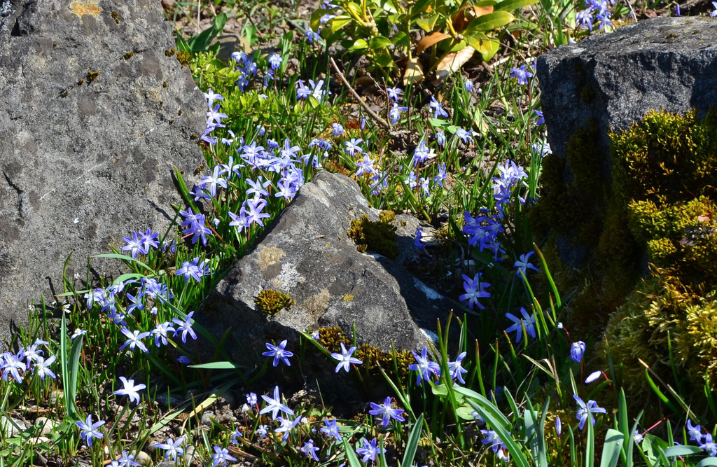 Natur 230320_36.JPG