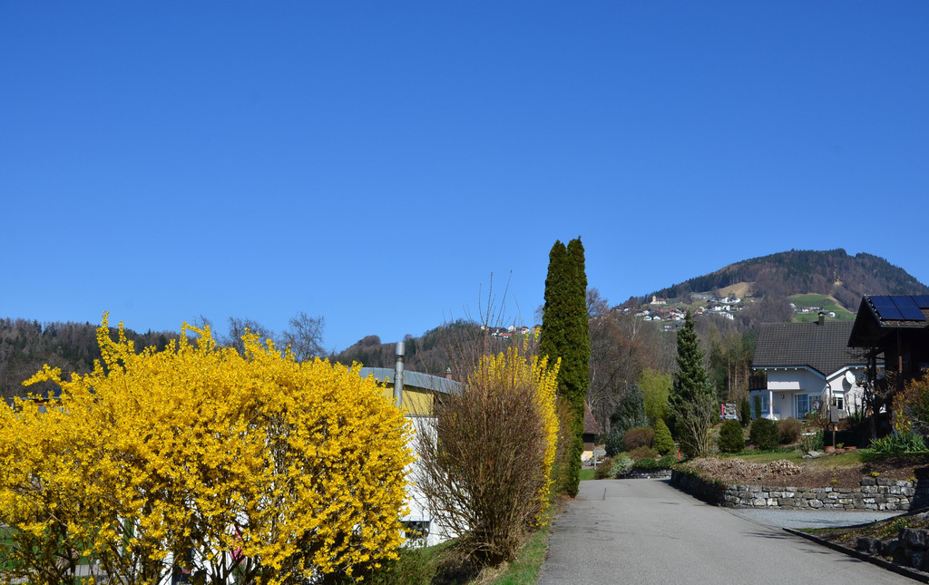 Natur 230320_38.JPG
