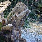Natur 230320_41.JPG