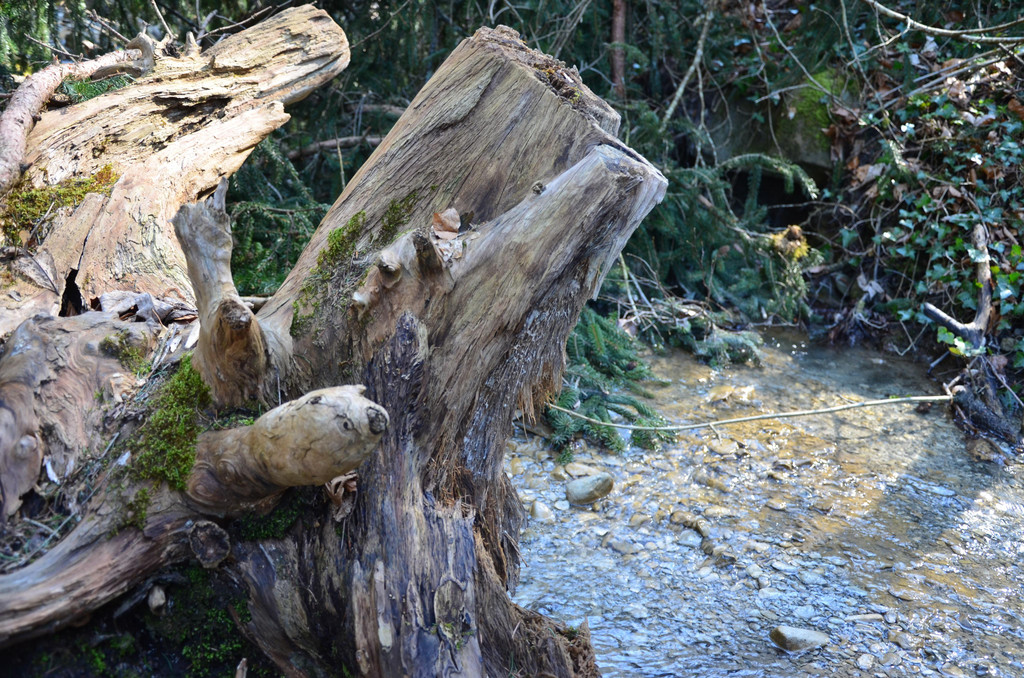 Natur 230320_41.JPG