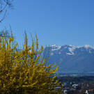 Natur 230320_43.JPG