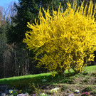 Natur 230320_44.JPG