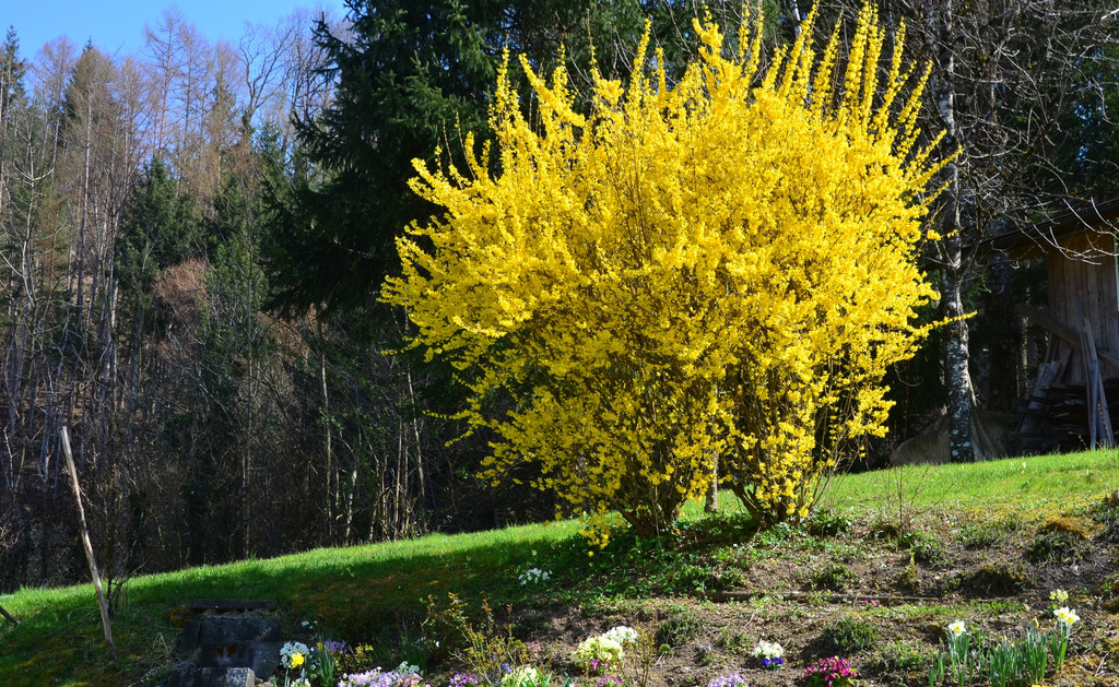 Natur 230320_44.JPG