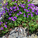 Natur 230320_45.JPG