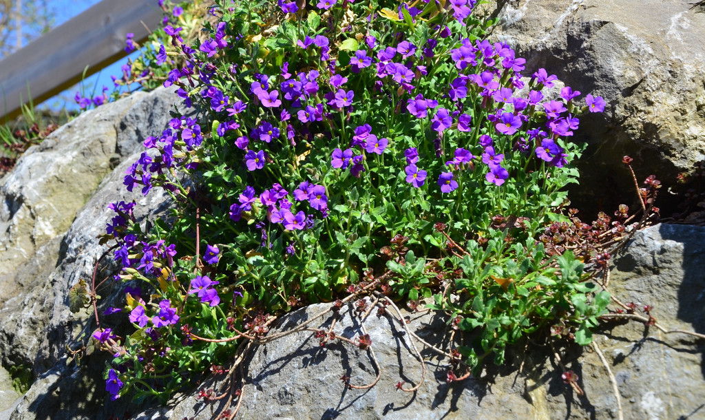 Natur 230320_45.JPG