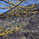 DSC_0242 _1_.jpg