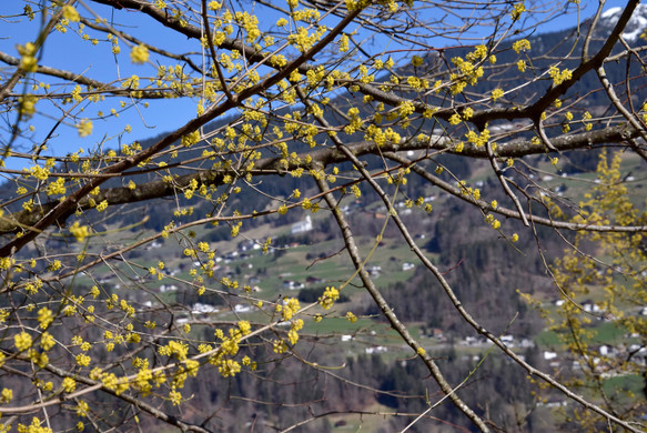 DSC_0242 _1_.jpg