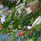 DSC_0532.jpg