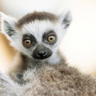 Katta-Nachwuchs im Tiergarten Schönbrunn