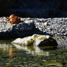 Natur 070420_5.JPG