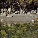 Natur 070420_13.JPG