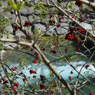 Natur 070420_23.JPG