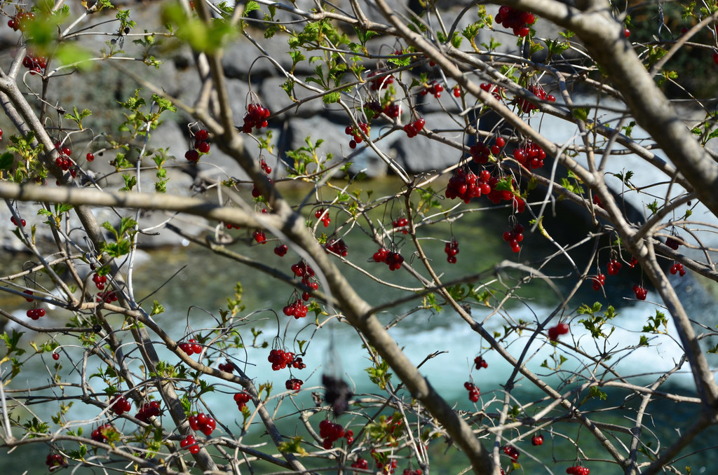 Natur 070420_23.JPG