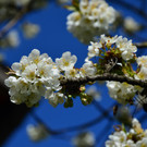 Natur 070420_24.JPG