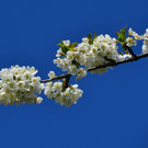 Natur 070420_25.JPG