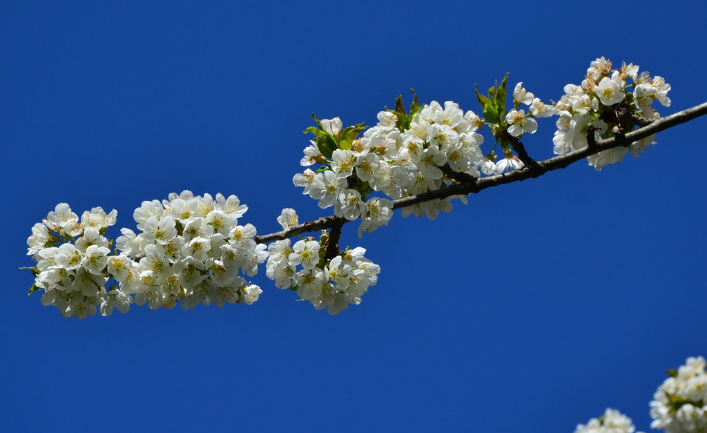 Natur 070420_25.JPG