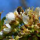 Natur 070420_28.JPG