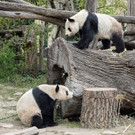 PA_Pandas1.jpg