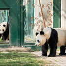 PA_Pandas2.jpg