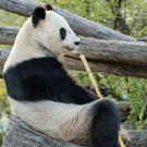 PA_Pandas3_YangYang.jpg