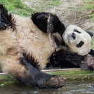 PA_Pandas4_YuanYuan.jpg