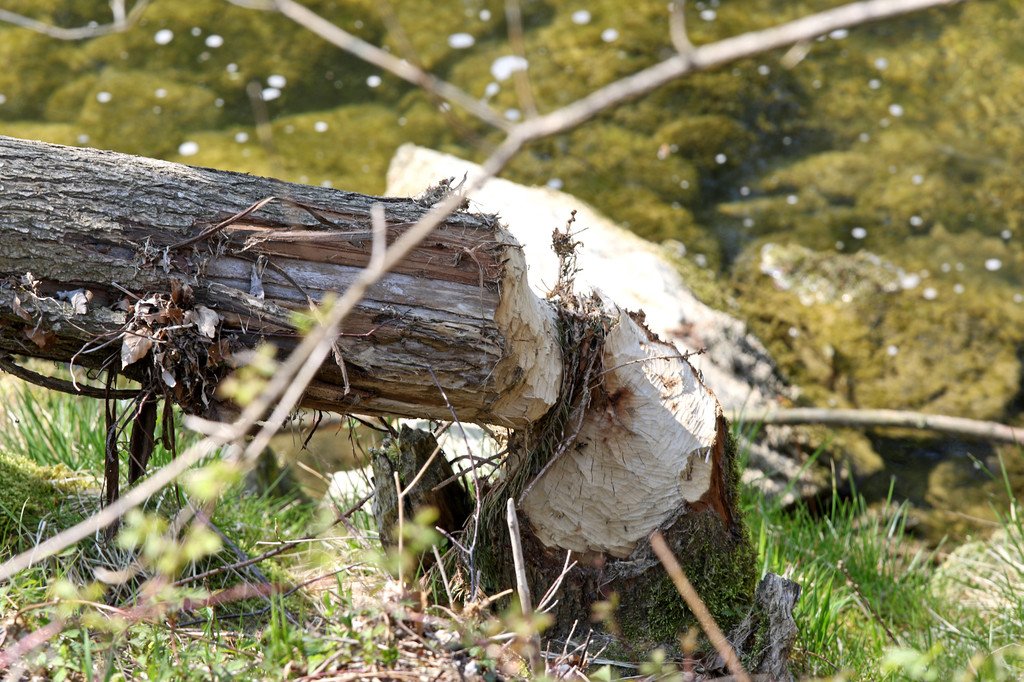 2020-04-11_0028_bearbeitet-1.jpg