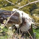 Biberspuren in Hörbranz 